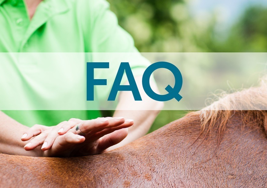 Veterinarian performing chiropractics at horse Horse receiving chiropractic care