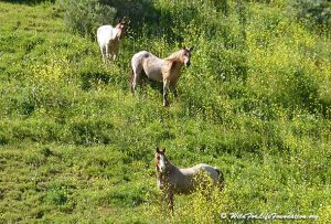 Three wild horses