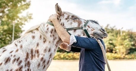 chiropractors help animals